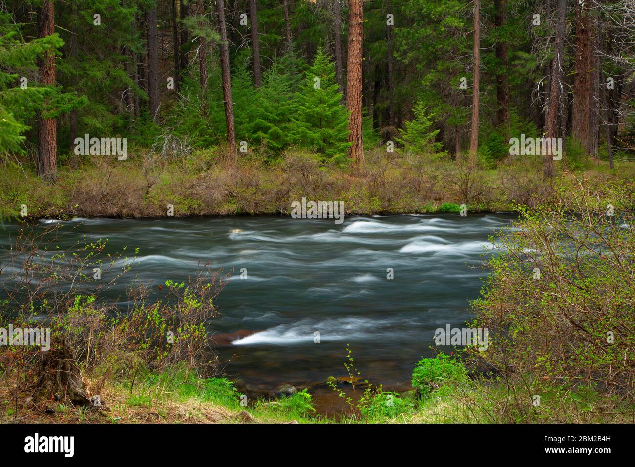 Metolius Wild and Scenic River, Deschutes National Forest, Oregon Stockfoto
