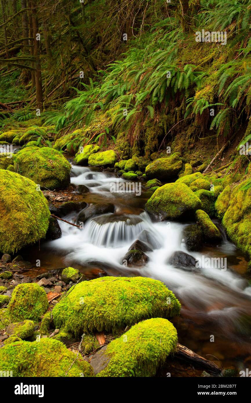 Wind Creek, West Cascades Scenic Byway, Willamette National Forest, Oregon Stockfoto