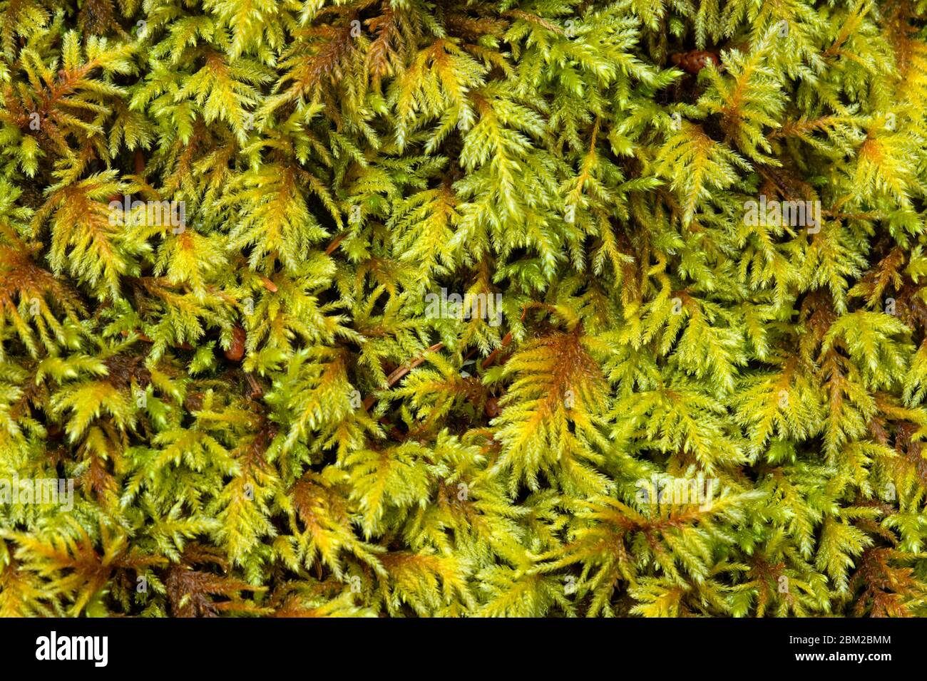 Bärlapp entlang McKenzie River National Recreation Trail, Willamette National Forest, Oregon Stockfoto