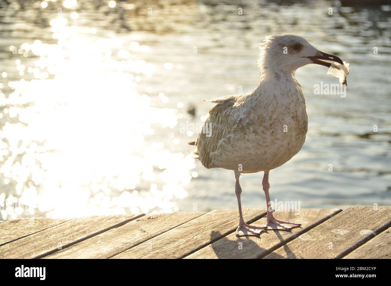 Eine Möwe mit ihr Plastik 'Nahrung'.Tiere essen Ozeanplastik, weil es nach Nahrung riecht und wie Nahrung aussieht. Stockfoto