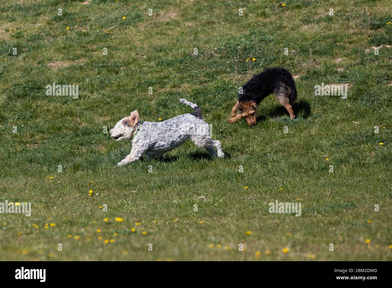 Auf dem grünen Gras laufen zwei Hunde dem Besitzer hinterher und spielen zusammen. Stockfoto