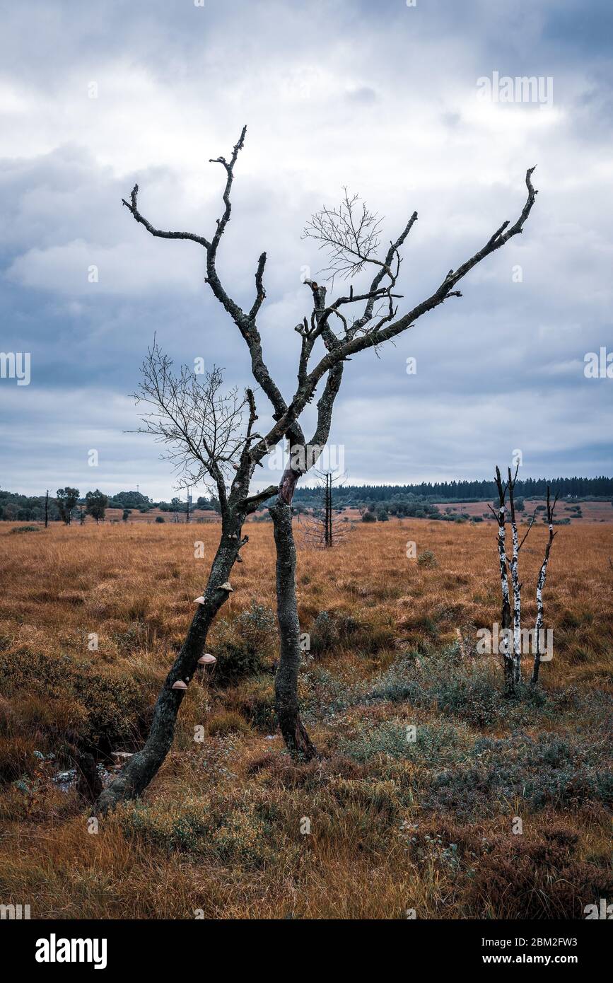 Alte kaputte Baum im Naturschutzgebiet Hohes Venn, Belgien. Stockfoto