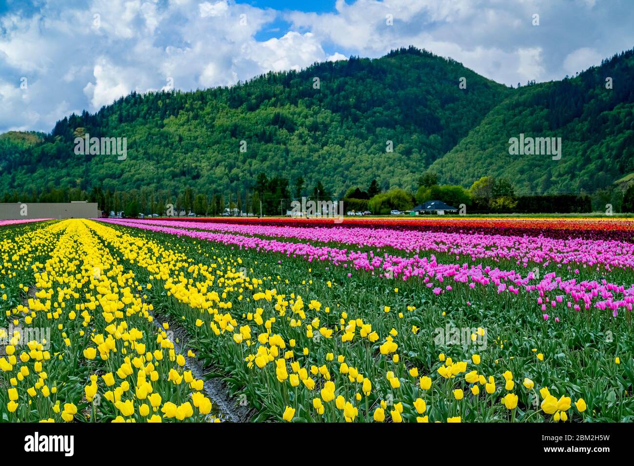 Tulip Fields, Abbotsford, British Columbia, Kanada Stockfoto