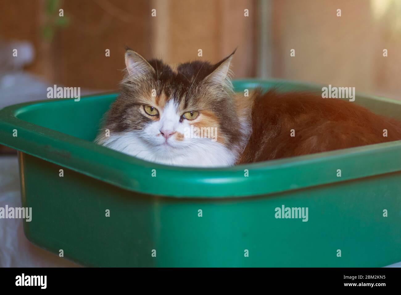 Cat sitzen in Kunststoff Waschbecken. Closeup einer Katze in einem Becken. Drei farbige Katze in ein grünes Becken sitzen zum Waschen. Stockfoto