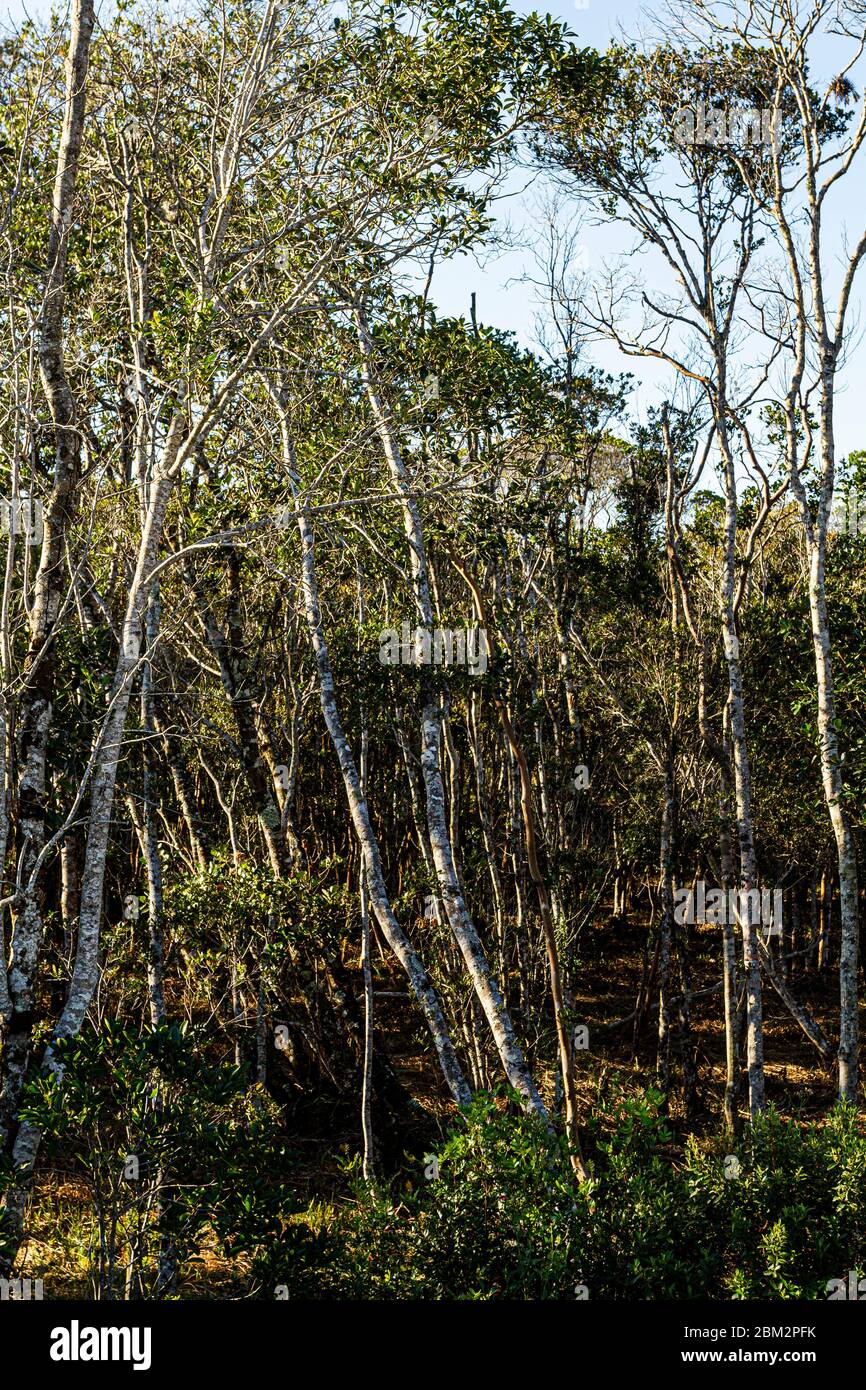 Costeira do Pirajubae Reserve. Florianopolis, Santa Catarina, Brasilien. Stockfoto