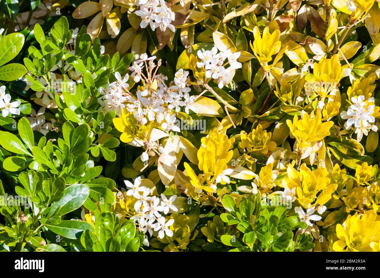 Eine mexikanische Orange Pflanze, Choisya ternata 'Sundance', mit Blättern, die von gelb zu ihrer natürlichen grünen Farbe zurückkehren. Stockfoto