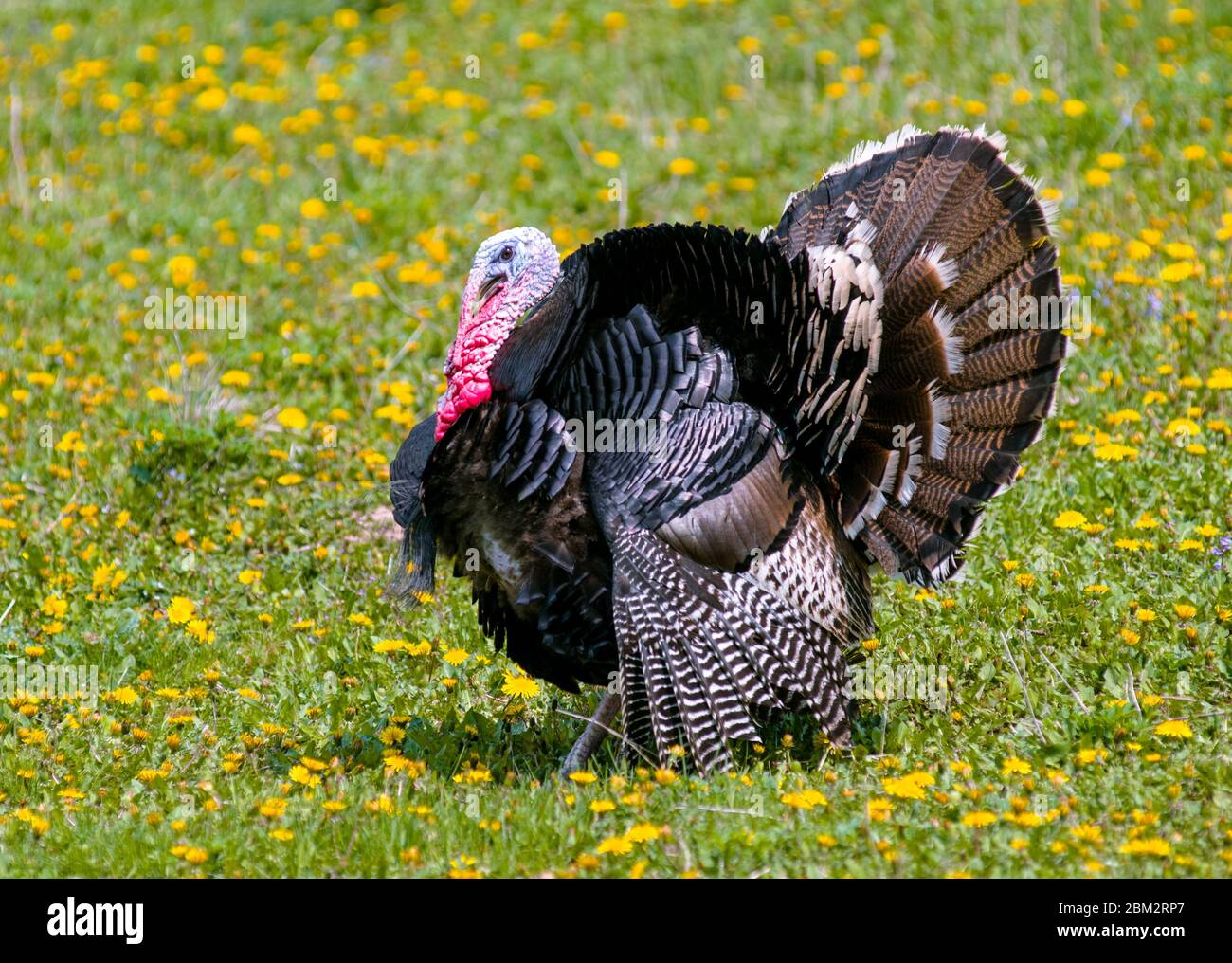 Sehr schöne tom-türkei im Feld Stockfoto