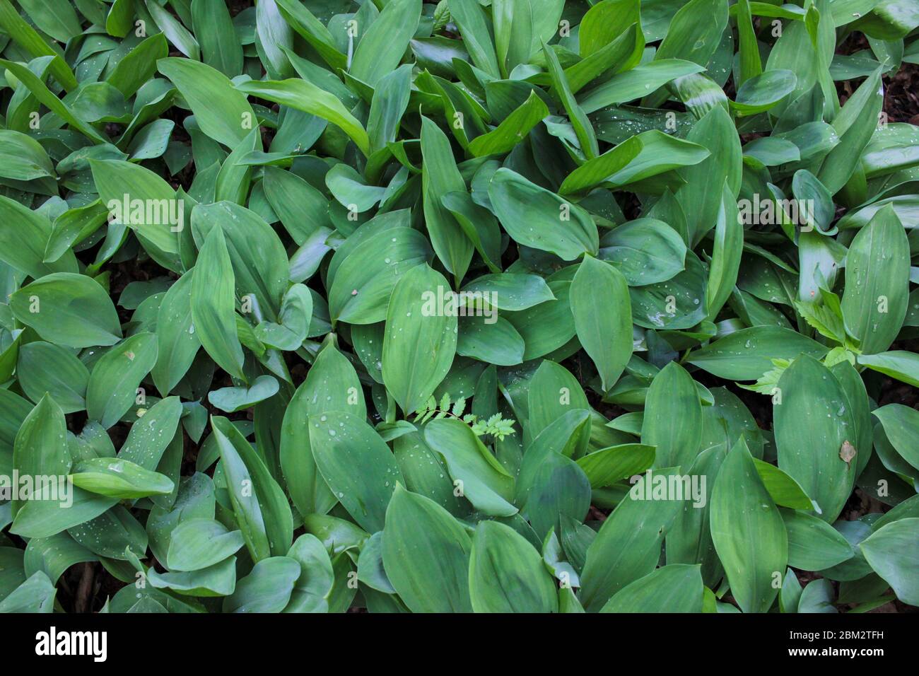 Grün Blätter natürlichen Hintergrund. Maiglöckchen (Convallaria majalis) im Frühlingswald nach Regen. Draufsicht. Stockfoto