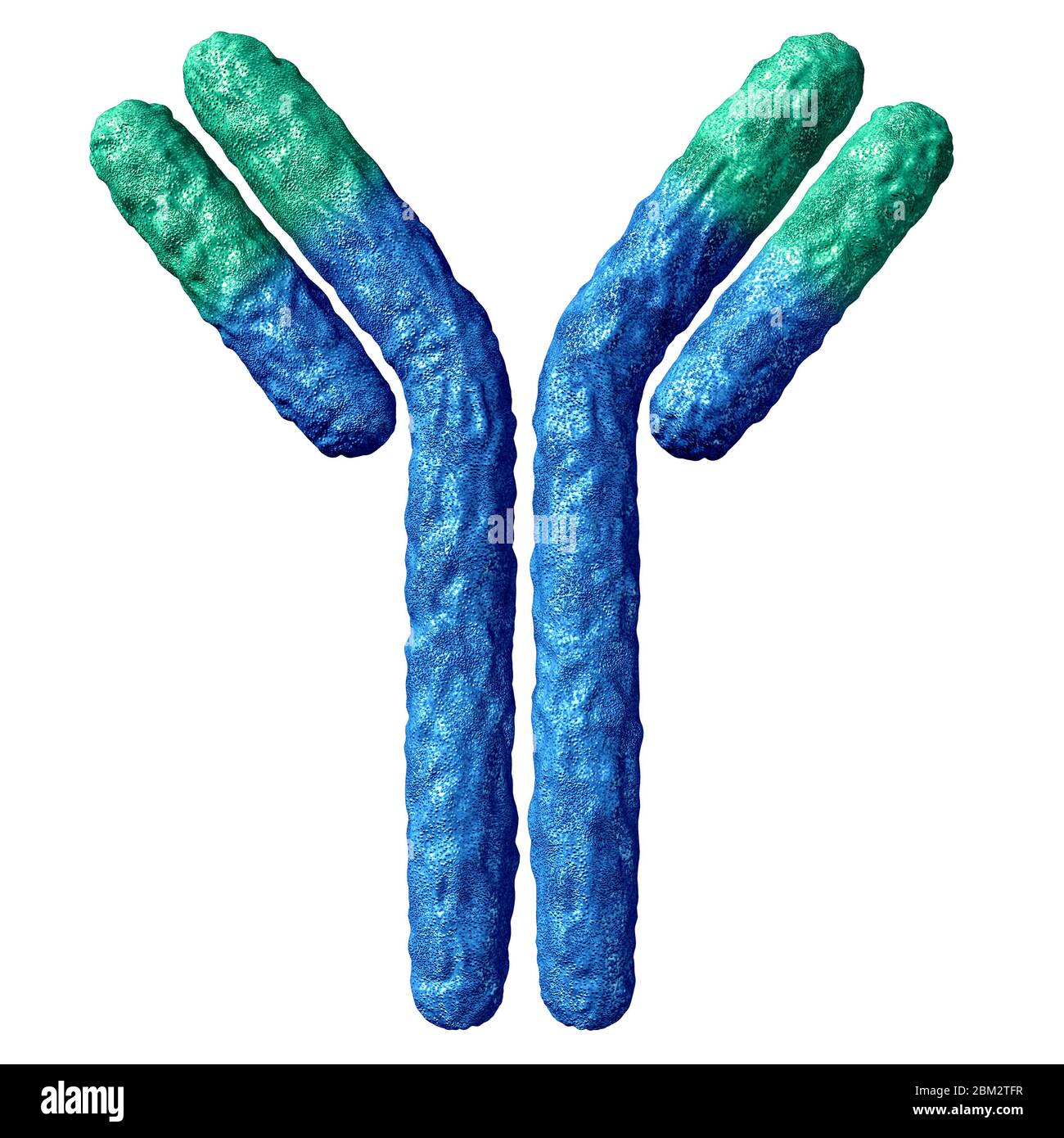 Antikörper-Anatomie auf weißem Hintergrund isoliert und Immunglobulin mit Disulfidbindung als Y-förmige Proteinas Teil des Immunsystems. Stockfoto