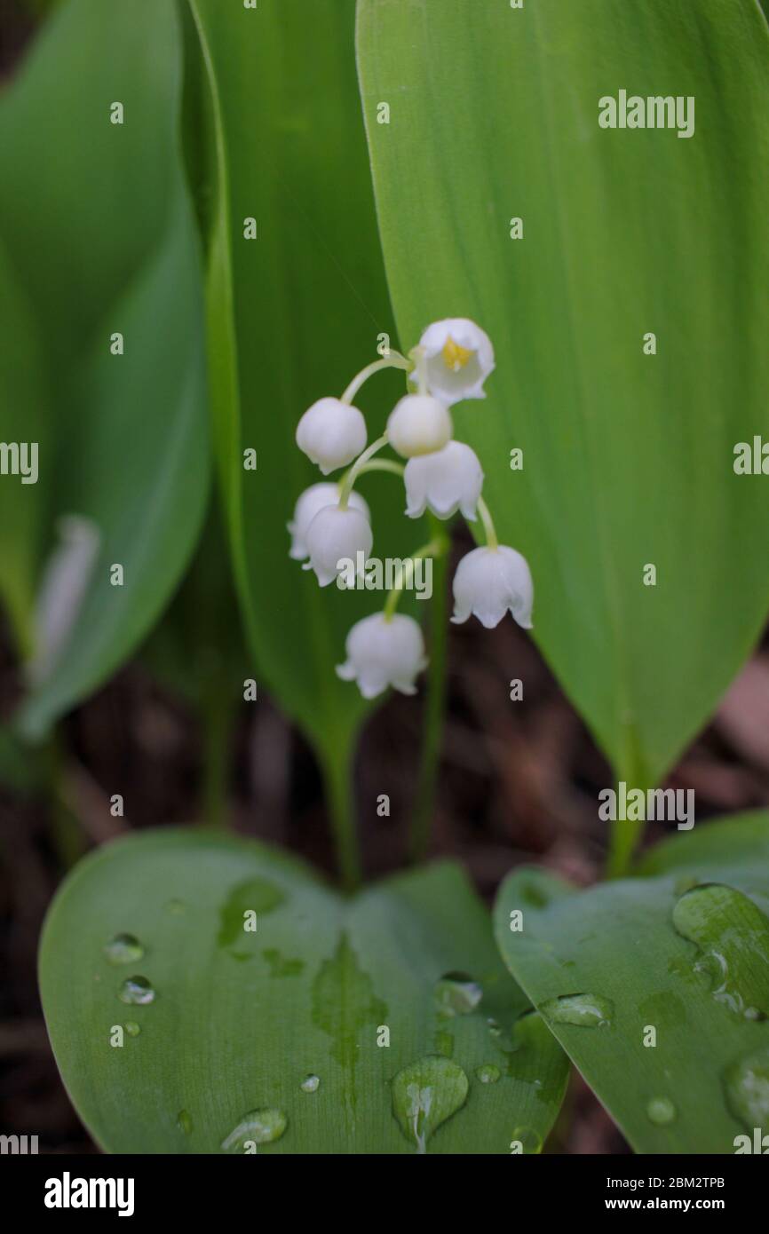 Regentropfen auf einem grünen Blatt mit Maiglöckchen verwischter Blüte auf dem Hintergrund. Stockfoto