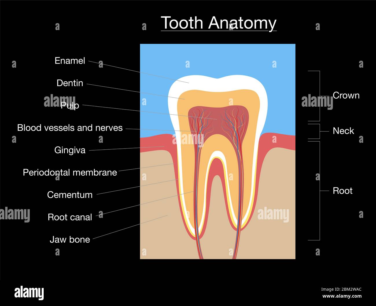 Zahnanatomie, medizinisch beschriftete Schnittdarstellung mit Zahnschmelz, Dentin, Zellstoff, Gingiva, Blutgefäßen und Nerven - Abbildung auf schwarzem Hintergrund. Stockfoto