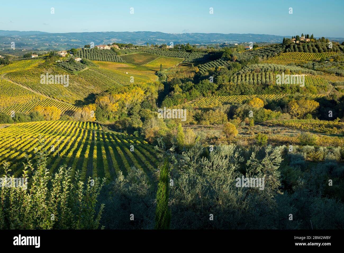 Weinberge auf den Hügeln der Toskana in der Nähe von San Gimignano, Toskana, Italien Stockfoto