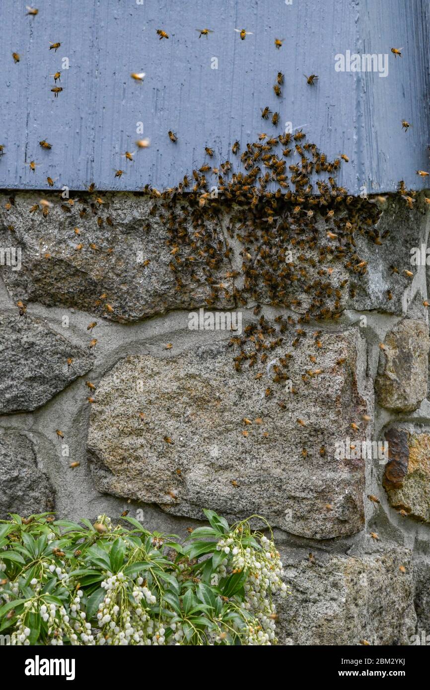 Ein Honigbienenschwarm - APIs mellifera - auf einem Haus und macht ein neues Zuhause unter den Gürtelrose / Abstellgleis - Tausende von Honigbienen schwärmen fliegen in der Luft Stockfoto