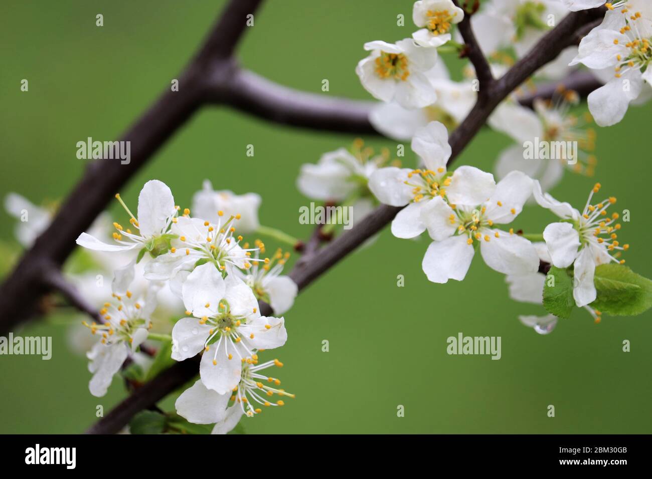 Kirschblüte im Frühjahr auf grünem Naturgrund. Weiße Blüten auf einem Zweig im Garten nach Regen, weiche Farben Stockfoto