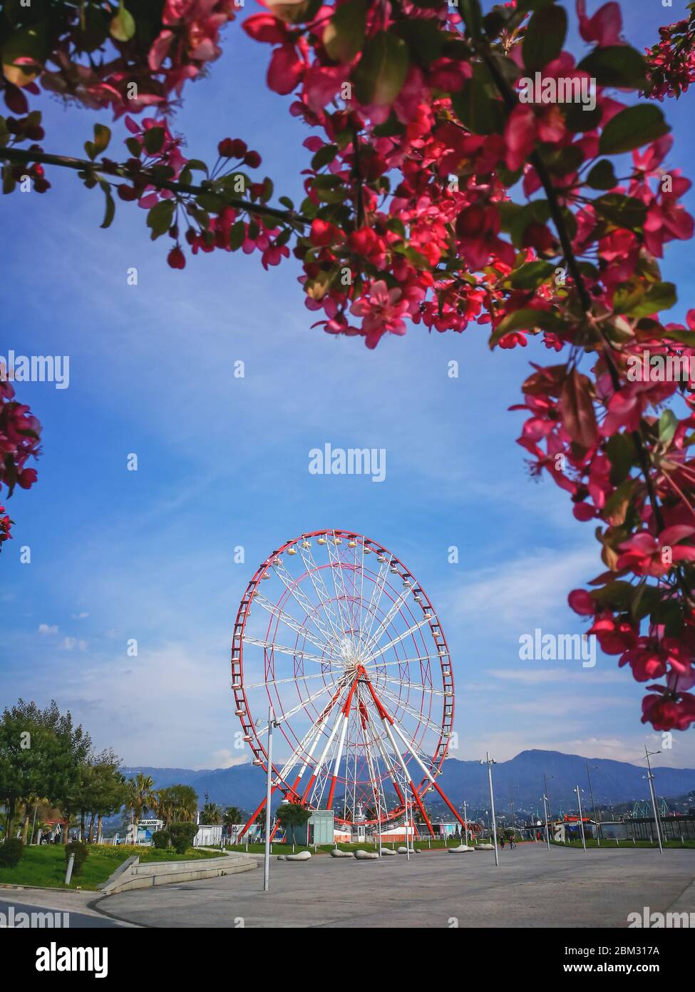 Frühling blühende Sakura in Unschärfe, Riesenrad, Berge Batumi Georgia Stockfoto