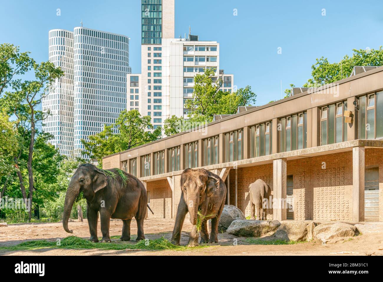 Elefanten vor dem Elefantenhaus im Berliner Zoo mit Hochhäusern im Hintergrund, Deutschland Stockfoto