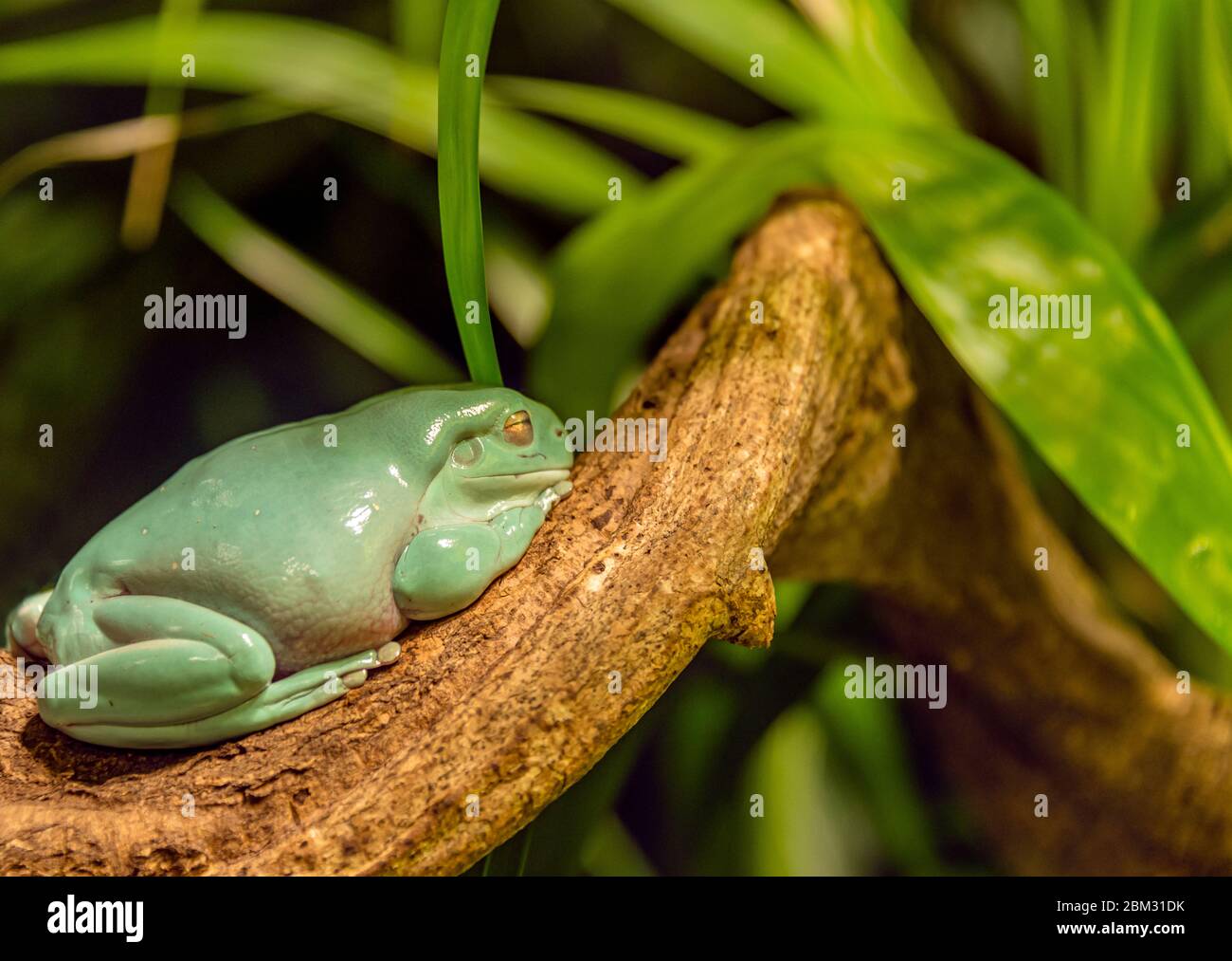 Korallen-fingerter Baumfrosch (Litoria caerulea) im Aquarium des Berliner Zoos Stockfoto