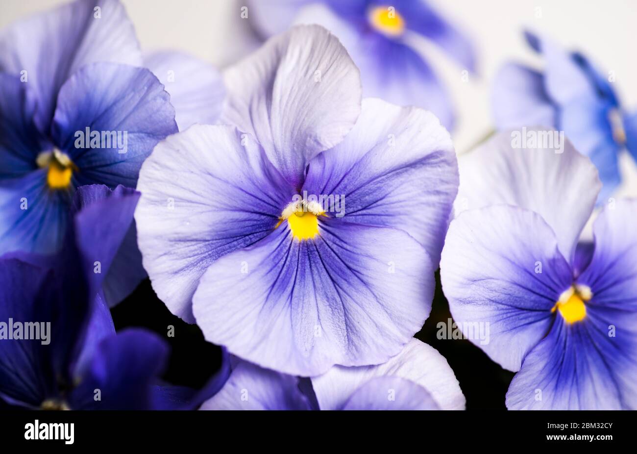 Viola Pflanze violette Blume in Blüte Anordnung mit Kopie Raum Stockfoto