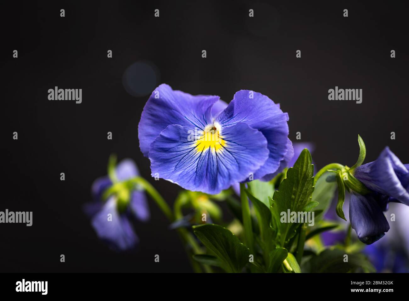 Violette Blume in Blütenarrangement auf dunklem Hintergrund mit Kopierraum Stockfoto