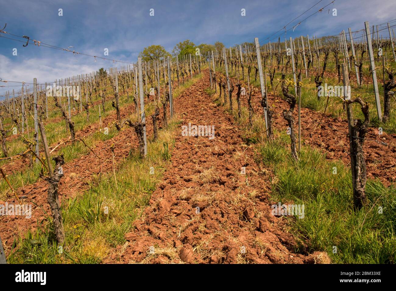 Grub Weinberg mit frischem Boden Stockfoto