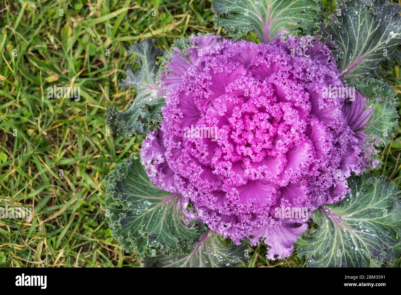 Zierkohl brassica oleracea im Freien lila mit Gras Hintergrund Stockfoto