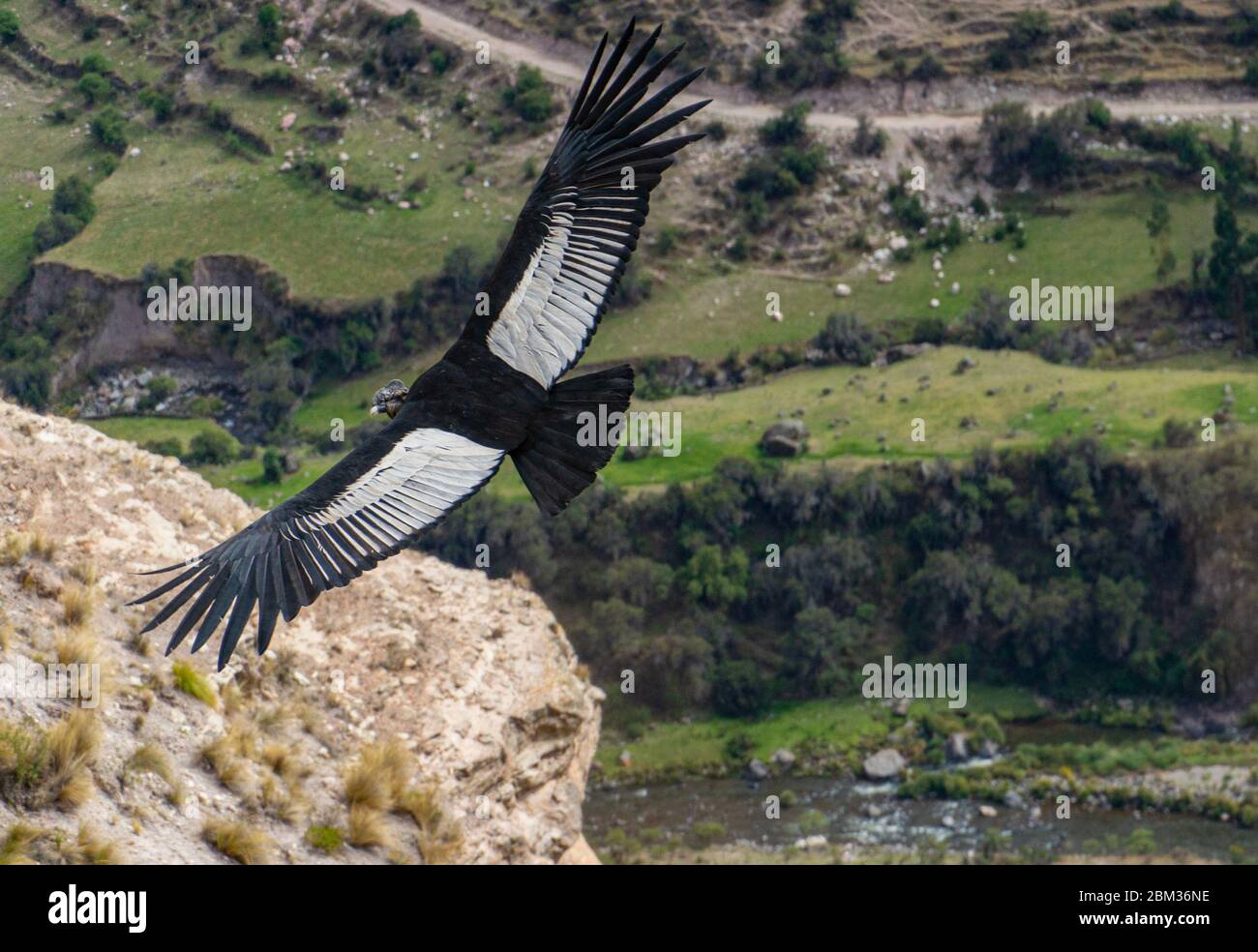 Fliegende Anden-Kondor in Peru über Klippen, größter Vogel der Welt, größte Spannweite Stockfoto
