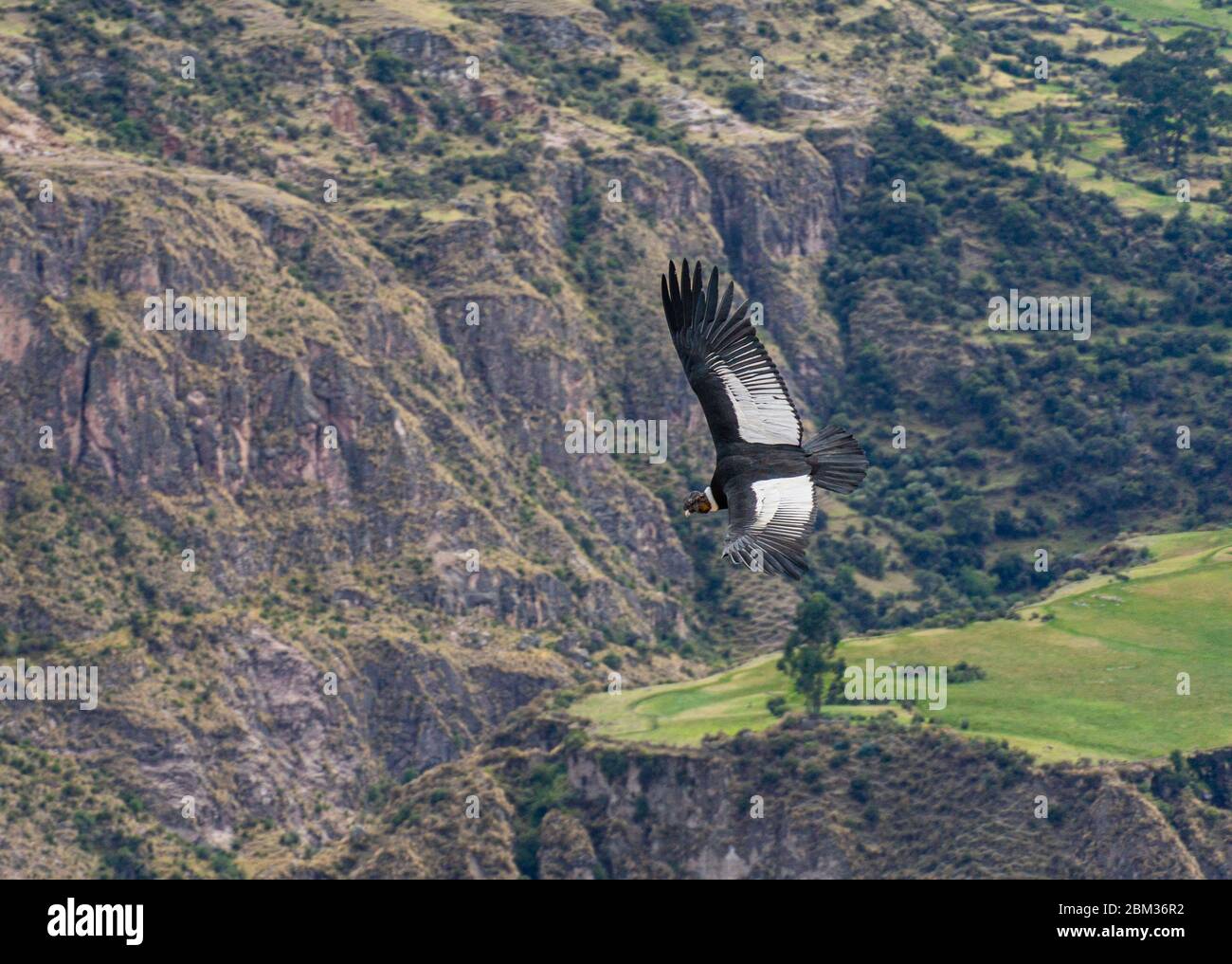 Fliegende Anden-Kondor in Peru über Klippen, größter Vogel der Welt, größte Spannweite Stockfoto