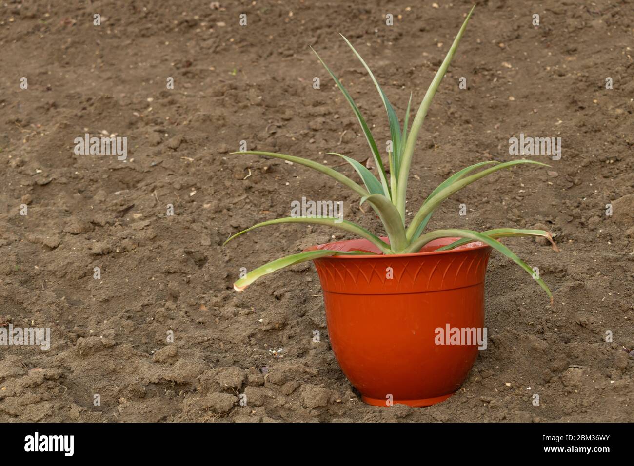 Topfananas wie zu Hause wachsen Konzept Stockfoto