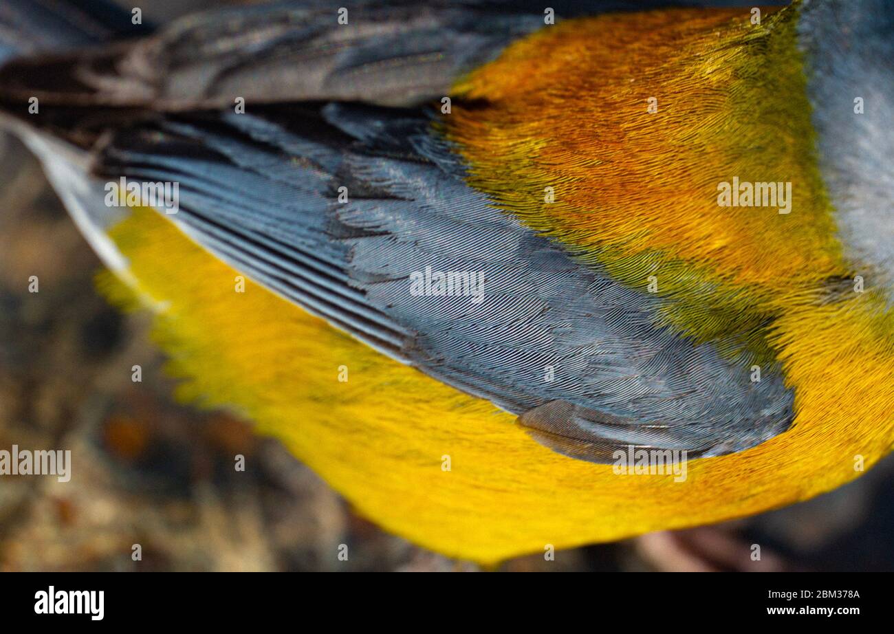 Patagonischer Sierra Finch Nahaufnahme Flügelfarbe Stockfoto