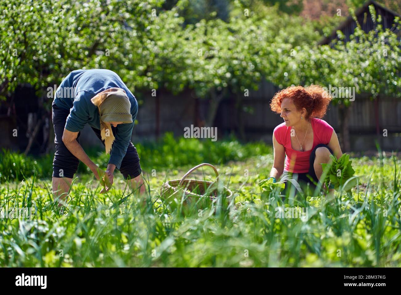 Frau und ihre ältere Mutter ernten orache im Garten Stockfoto