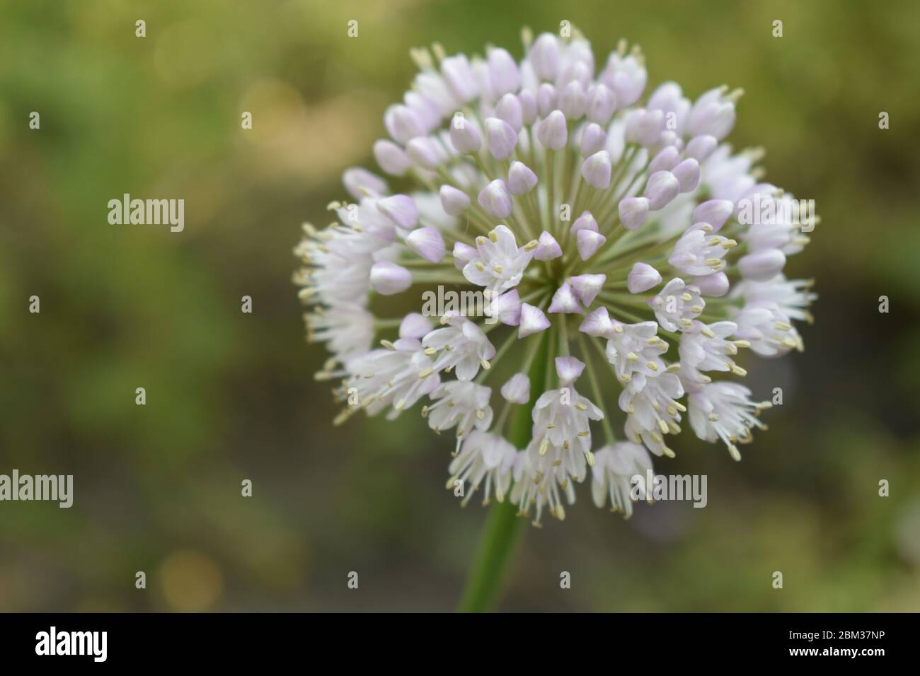 Allium polyanthum Zwiebeln Blütenstand mit Samen. Selektiver Fokus auf blühende Zwiebelblume mit Natur Bokeh Hintergrund. Nahaufnahme der Blüte Stockfoto