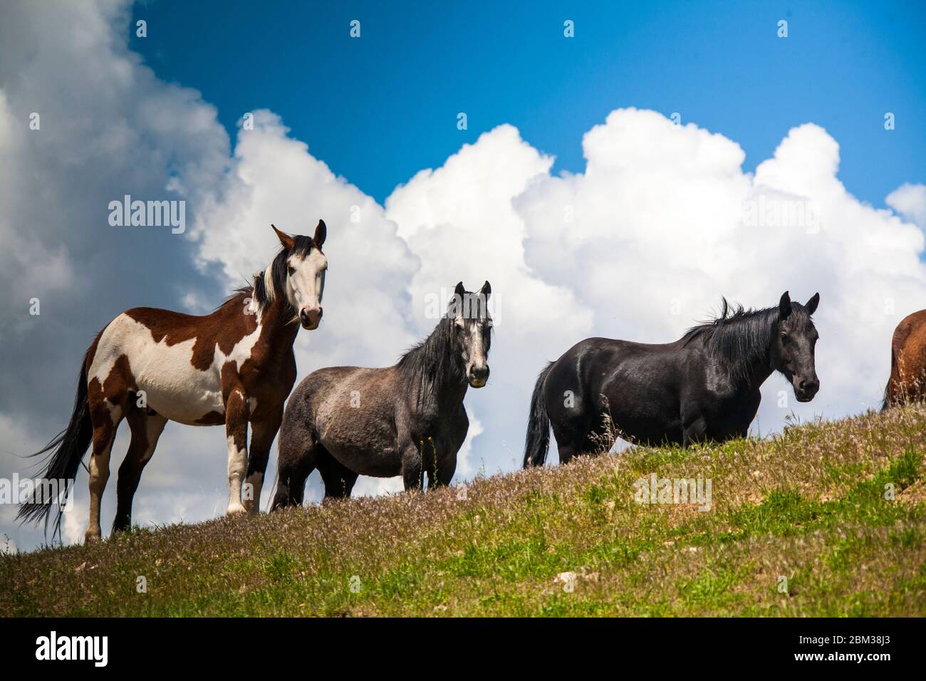 Wilde Pferde auf einem Bluff Stockfoto