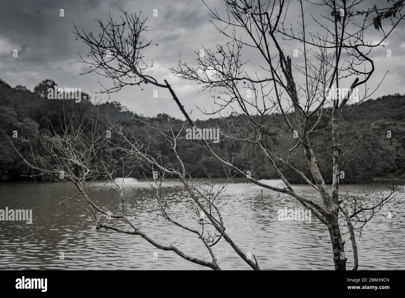 Im Vordergrund sieht man Baum ohne Blätter; im Hintergrund einen See, der an einem bewölkten Tag von Wäldern umgeben ist Stockfoto