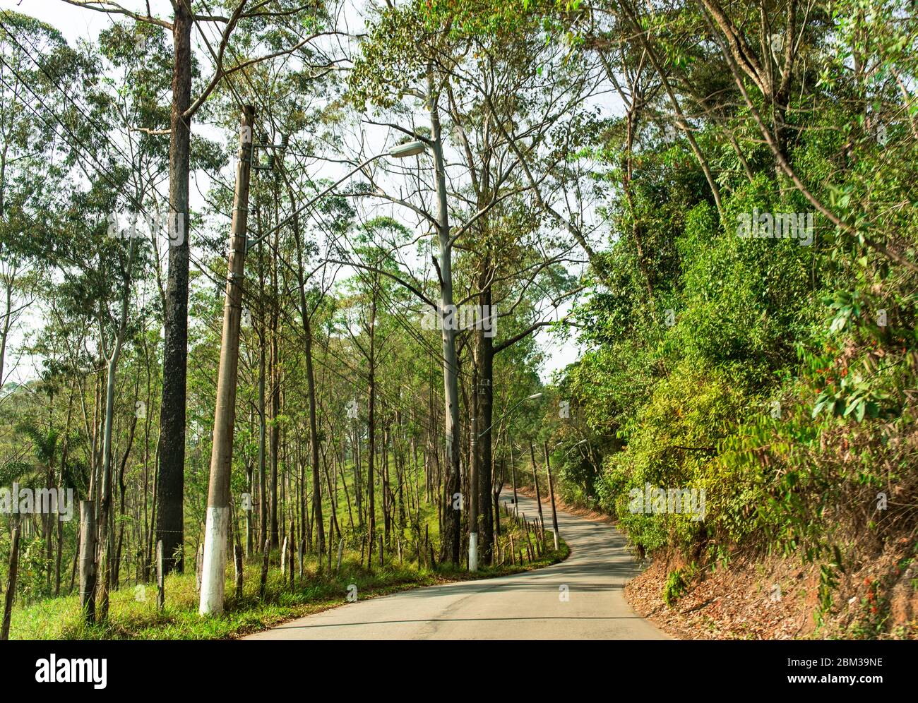 Eine lange Straße, umgeben von Bäumen an einem sonnigen Tag Stockfoto