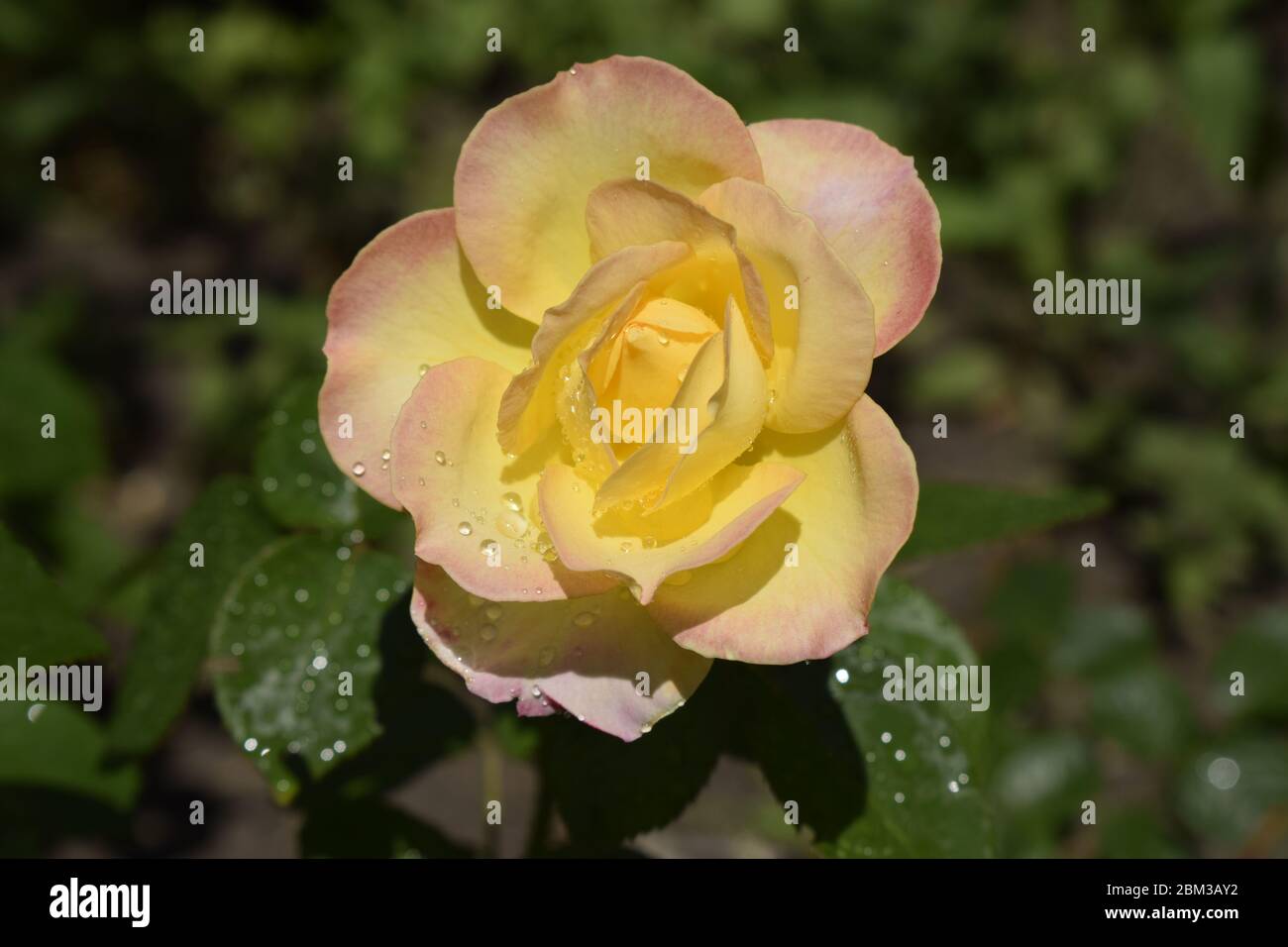 Eine Anlage mit Farbwechsel Rosen. Multicolor Rosen mit erstaunliche Kombination og rot, gelb, orange und rosa sieht aus wie helles Licht in es. Natürliche Stockfoto