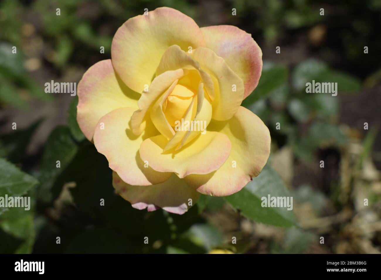 Eine Anlage mit Farbwechsel Rosen. Multicolor Rosen mit erstaunliche Kombination og rot, gelb, orange und rosa sieht aus wie helles Licht in es. Natürliche Stockfoto