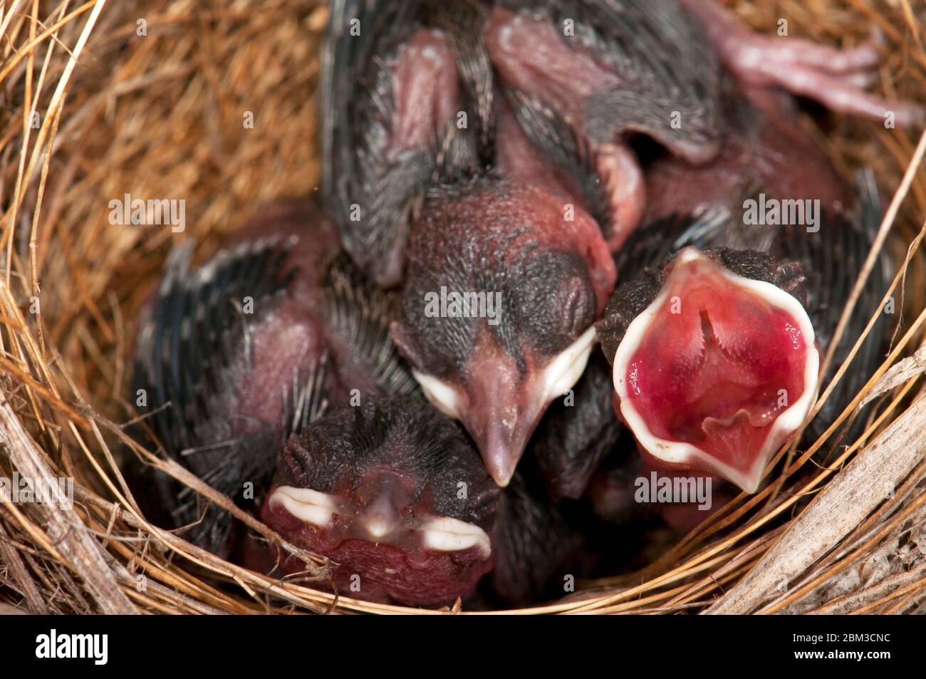 Hungrige Küken im Nest Stockfoto