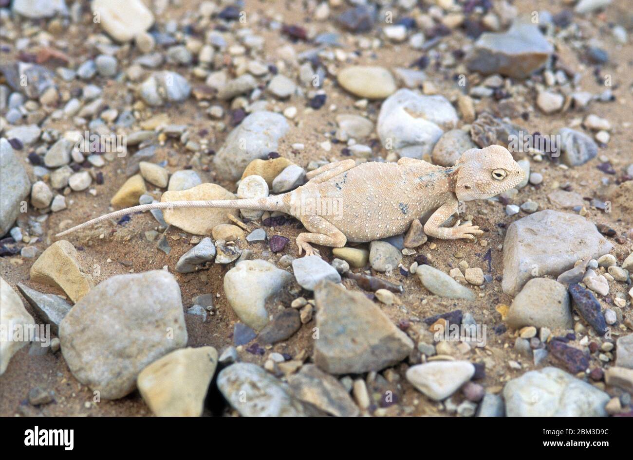 Pale Agama (Trapelus pallidus), Negev Wüste, Israel Stockfoto