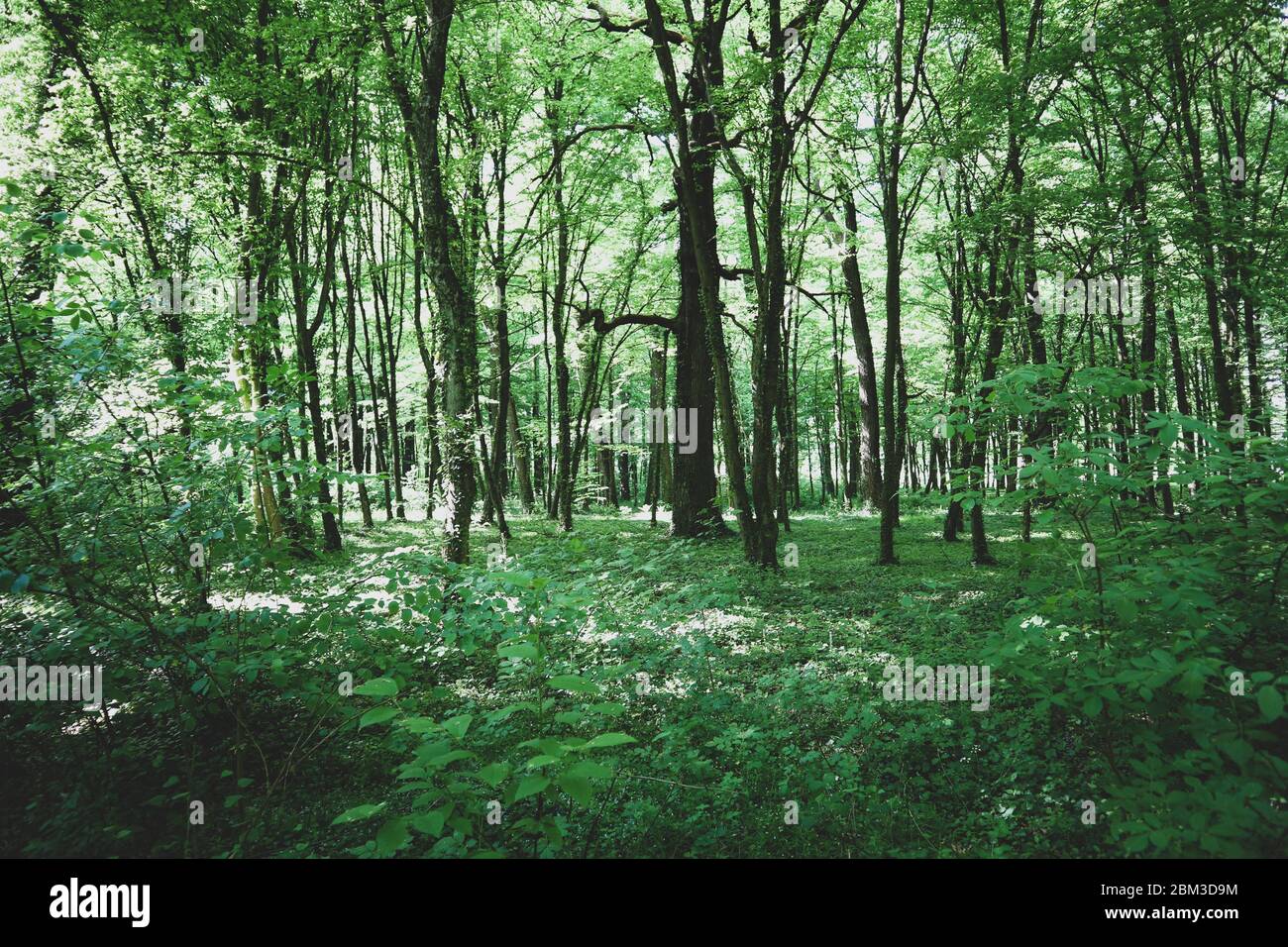 Schöner, grüner Wald im Frühling, der kühle Schatten zum Ausruhen schafft, versteckt vor der heißen Sonne Stockfoto