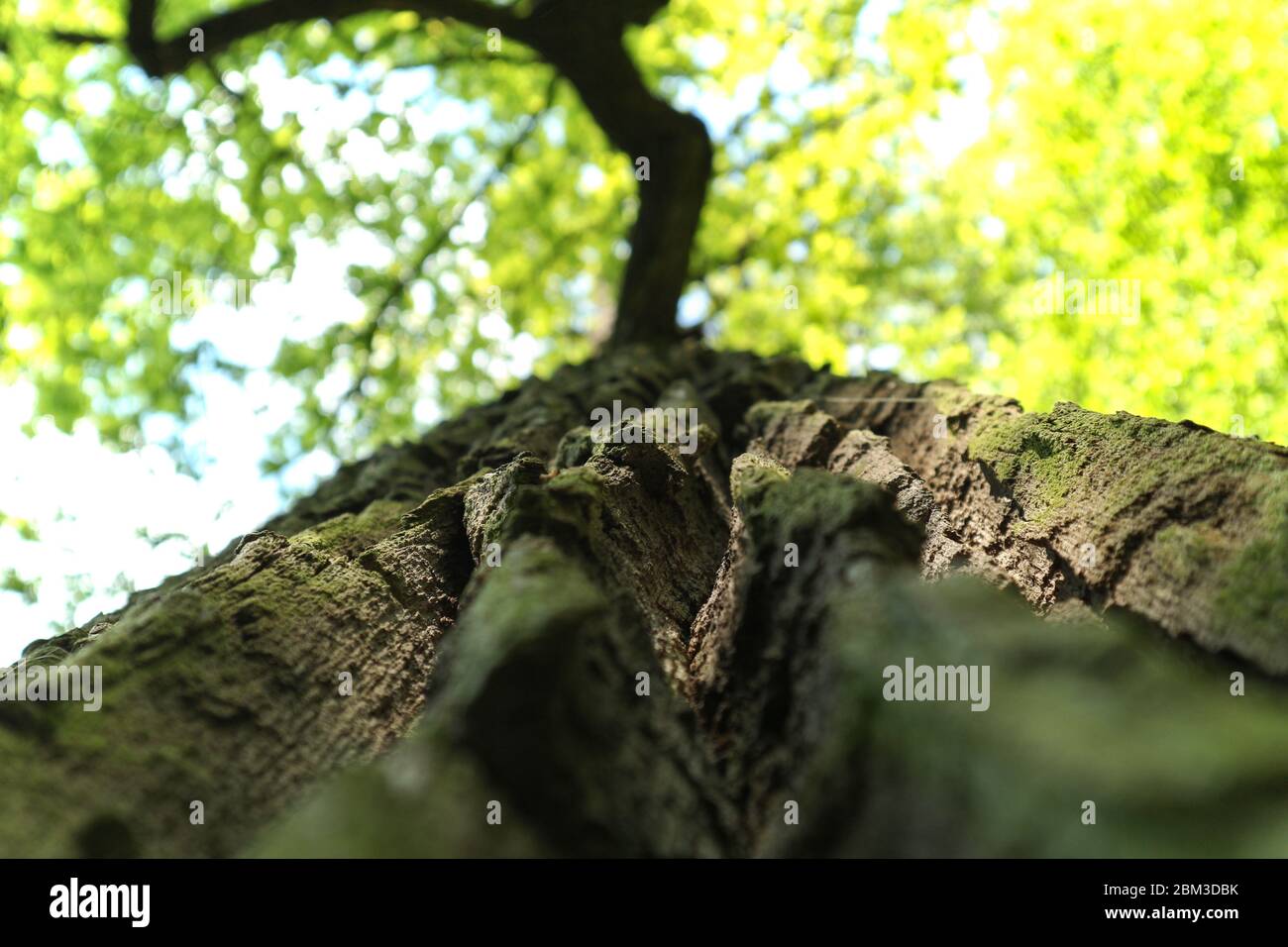 Holprige, rissige Baumrinde aus nächster Nähe, vom Boden bis zur Spitze, hellgrüne Baumspitze im Hintergrund, von sanfter Frühlingssonne von oben hinterleuchtet Stockfoto