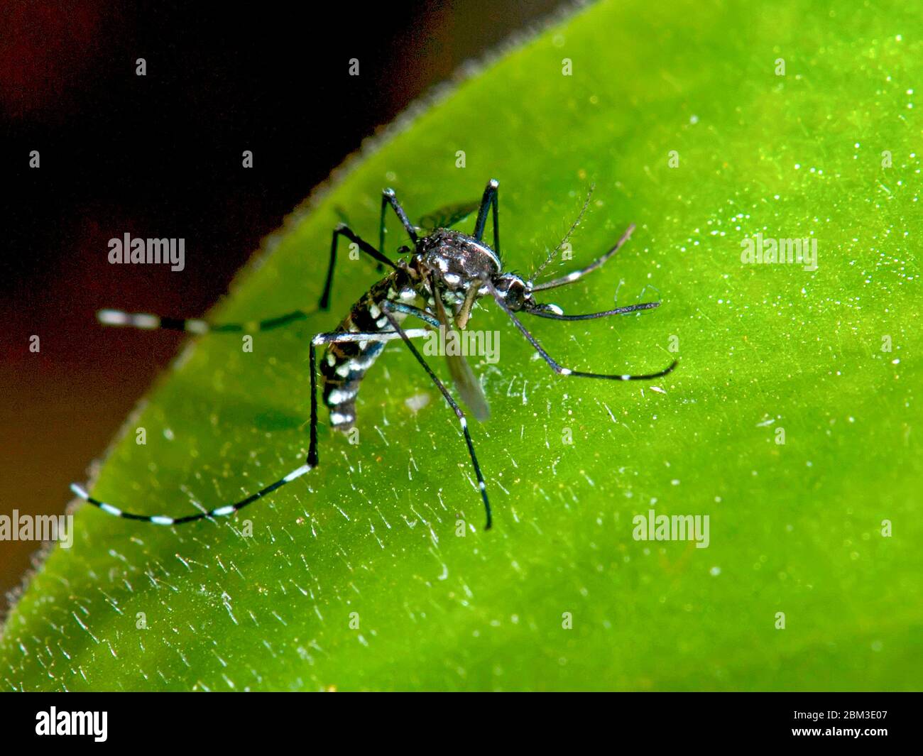 Tiger Mosquito, Aedes albopictus auf einem Blatt Stockfoto