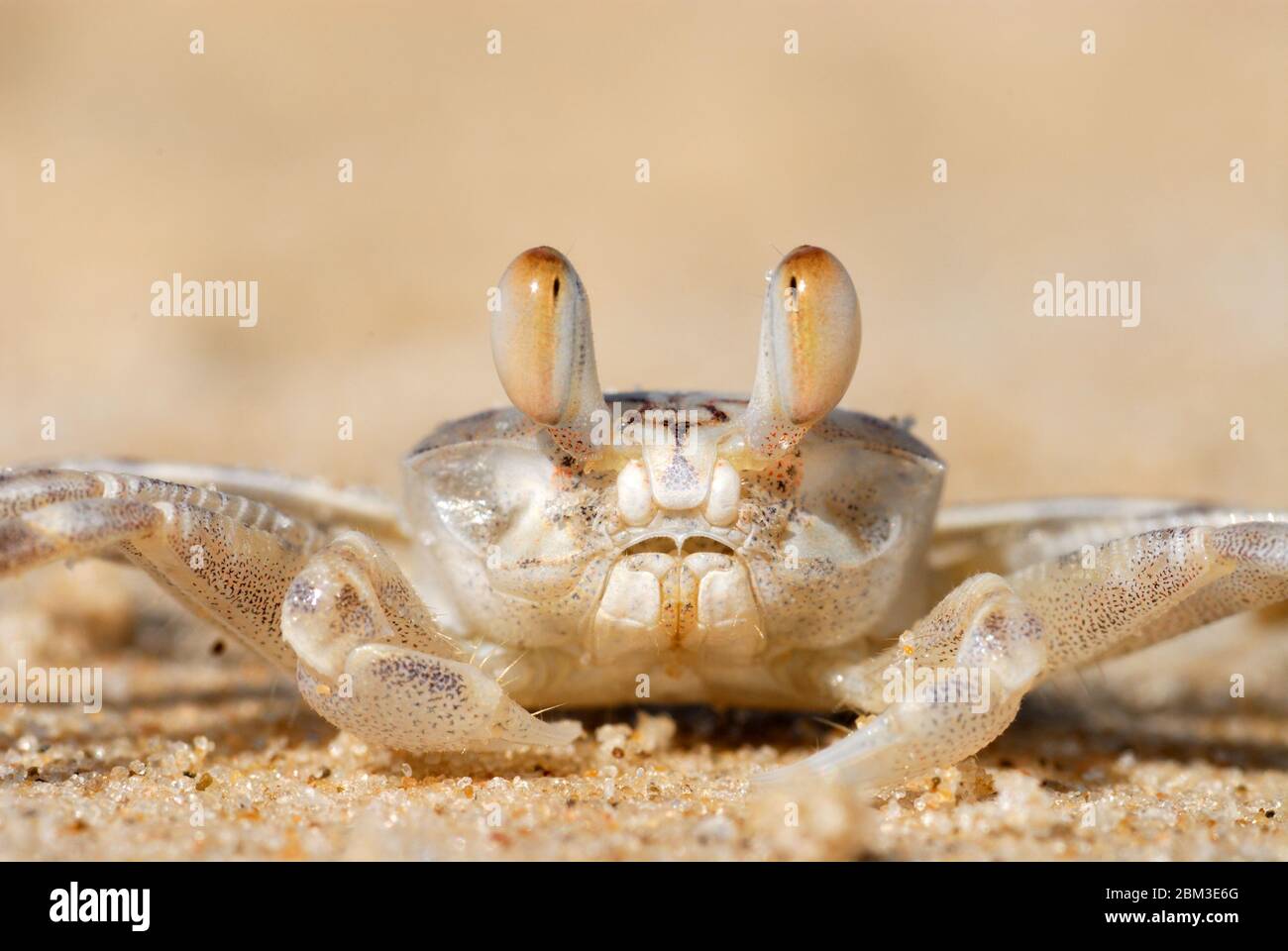 Sand Krabbe - Ocypode Cursor , Mittelmeerküste, Stockfoto
