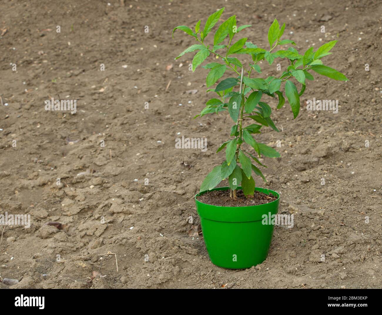 Solanum pseudocapsicum dekorative Pflanze, wie für sie zu pflegen Konzept Stockfoto