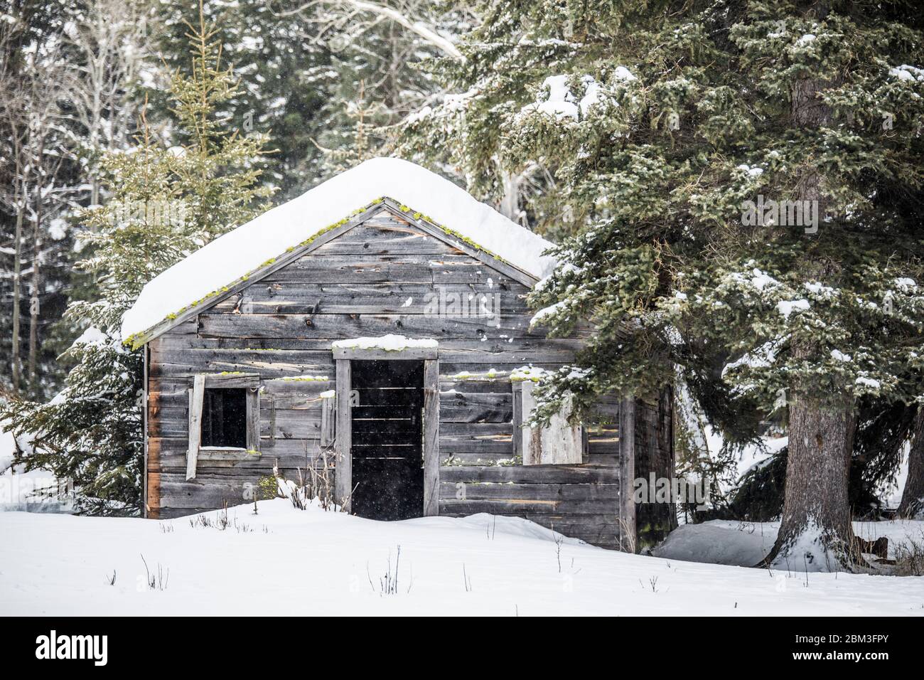 Alte Trappers Hütte im Wald. Stockfoto