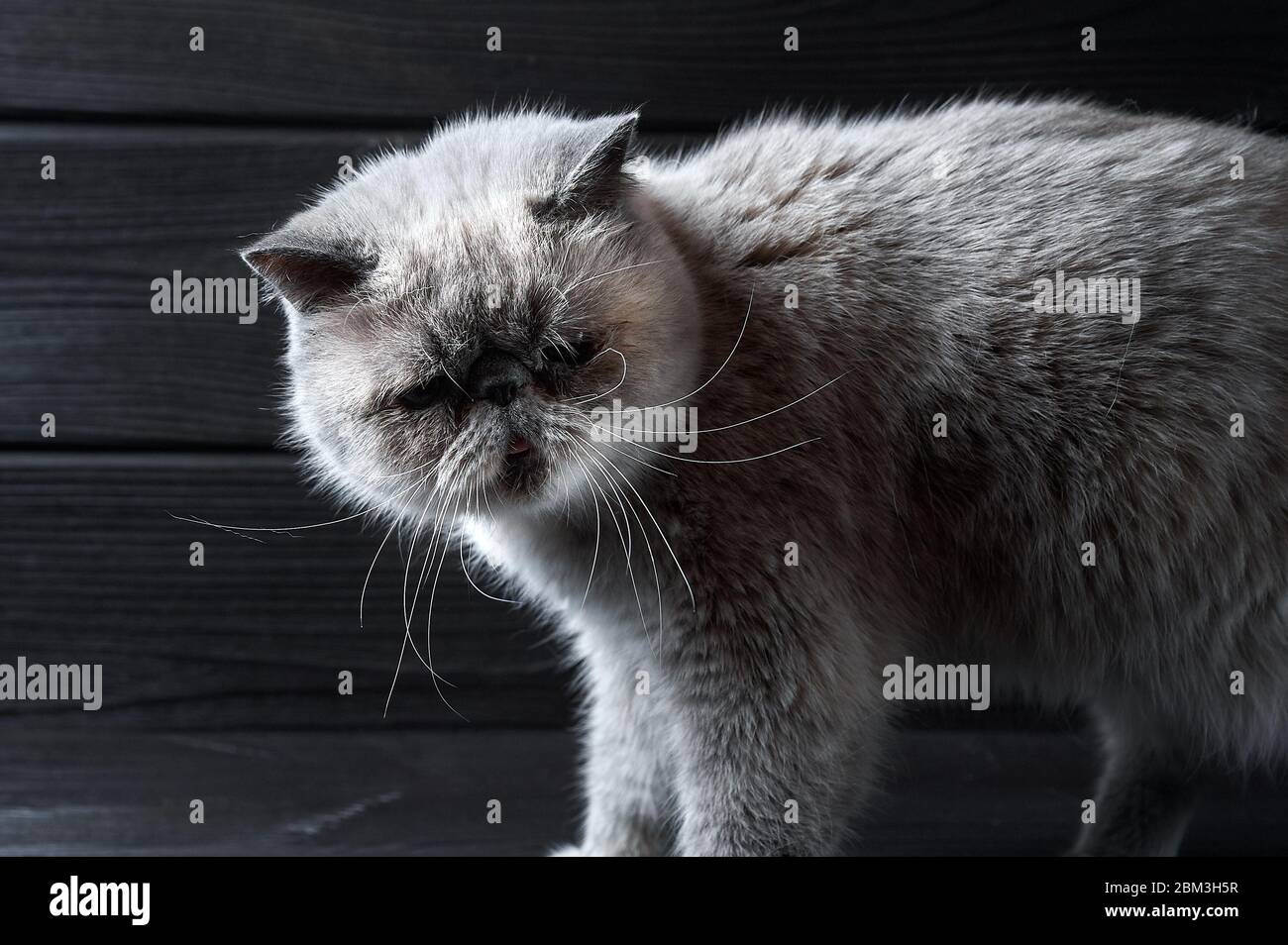 Heimische weiße exotische Katze auf schwarzem Holzhintergrund Stockfoto