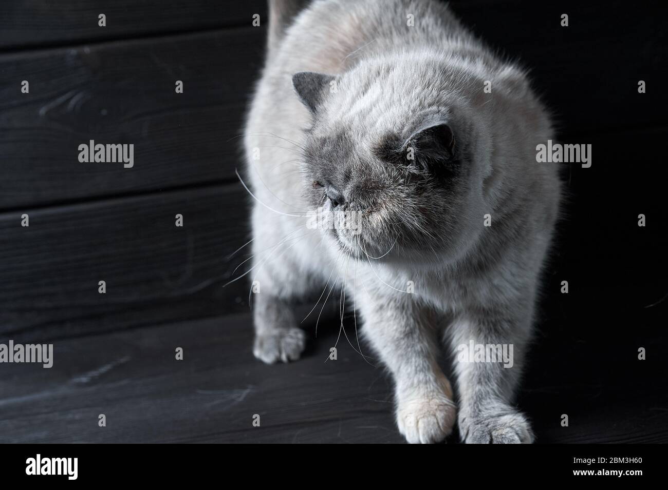 Heimische weiße exotische Katze auf schwarzem Holzhintergrund Stockfoto