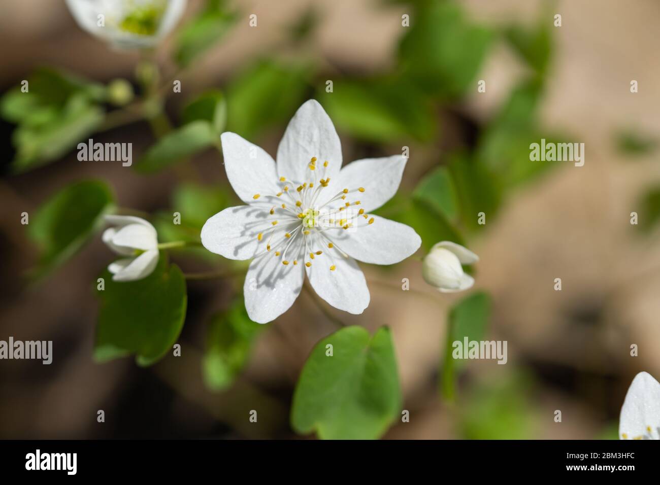 Rue Anemone Blume im Frühling Stockfoto
