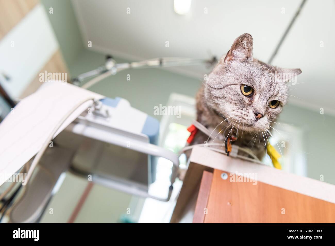 Eine kleine, junge Katze, die während der medizinischen Untersuchungen auf einem Tisch in einem Veterinärbüro sitzt. Im Hintergrund medizinische Geräte und Instrumente. Stockfoto