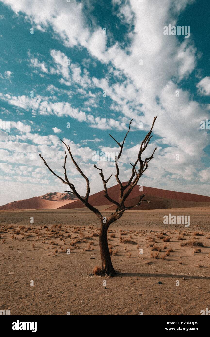 Skelettbäume in der namibischen Wüste in Afrika Stockfoto