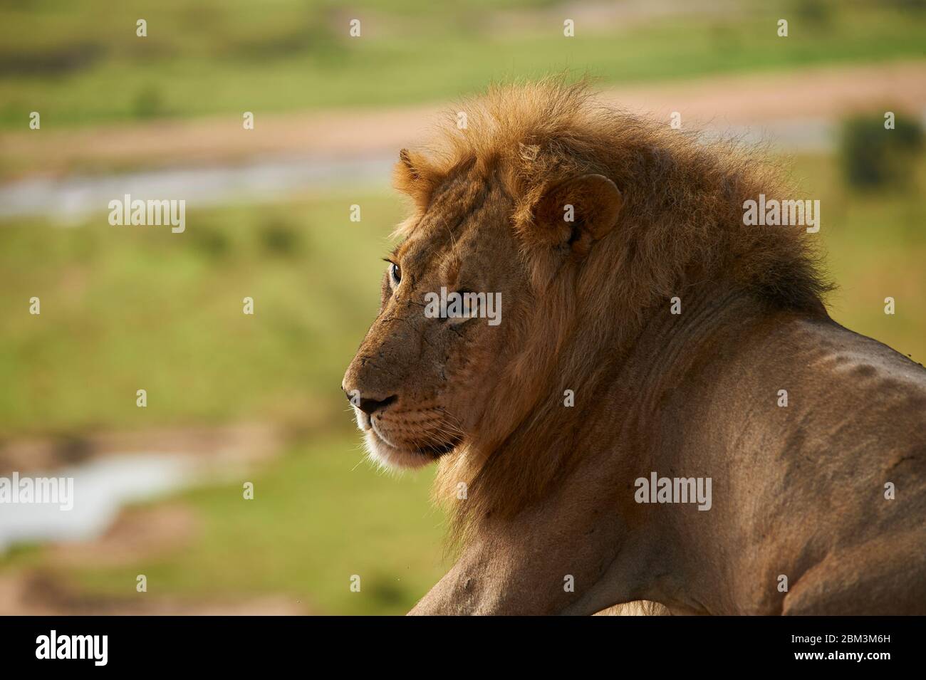 Ein männlicher Löwe mit Blick auf sein Königreich Stockfoto